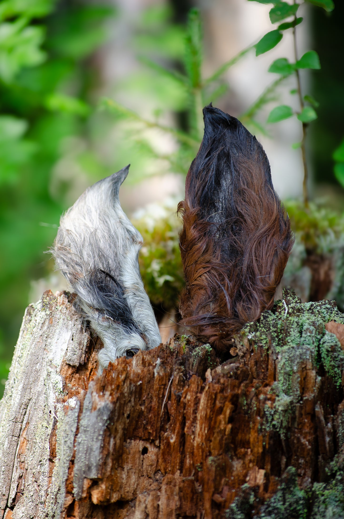 Torkade Hästöron – Naturligt & Skonsamt Hundgodis