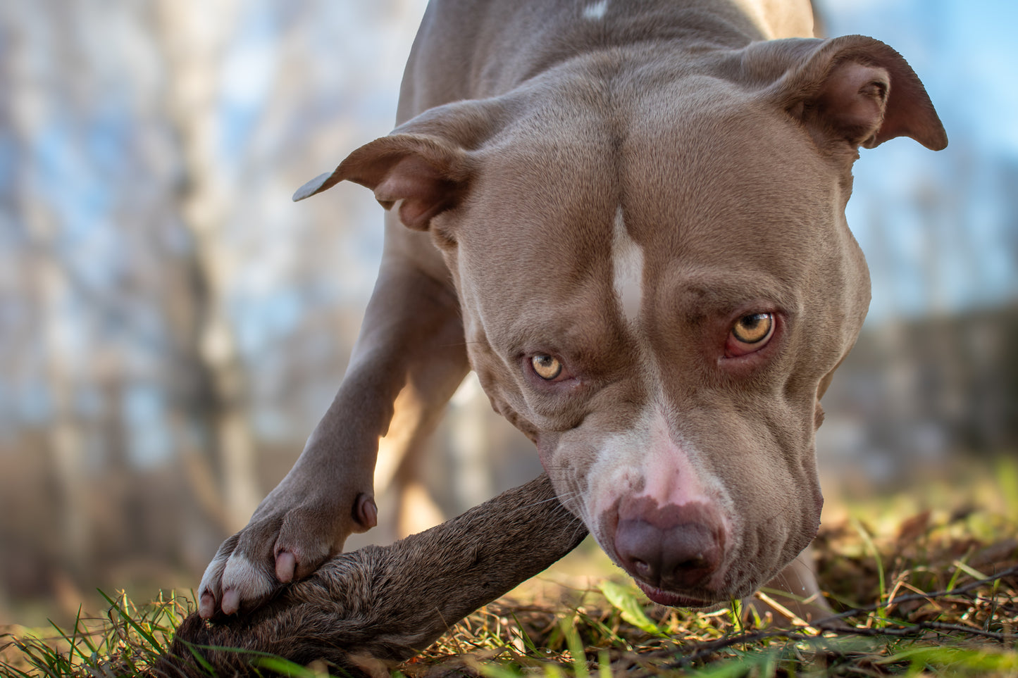 Kronhjortsöra med Päls – 100% Naturligt Hundgodis