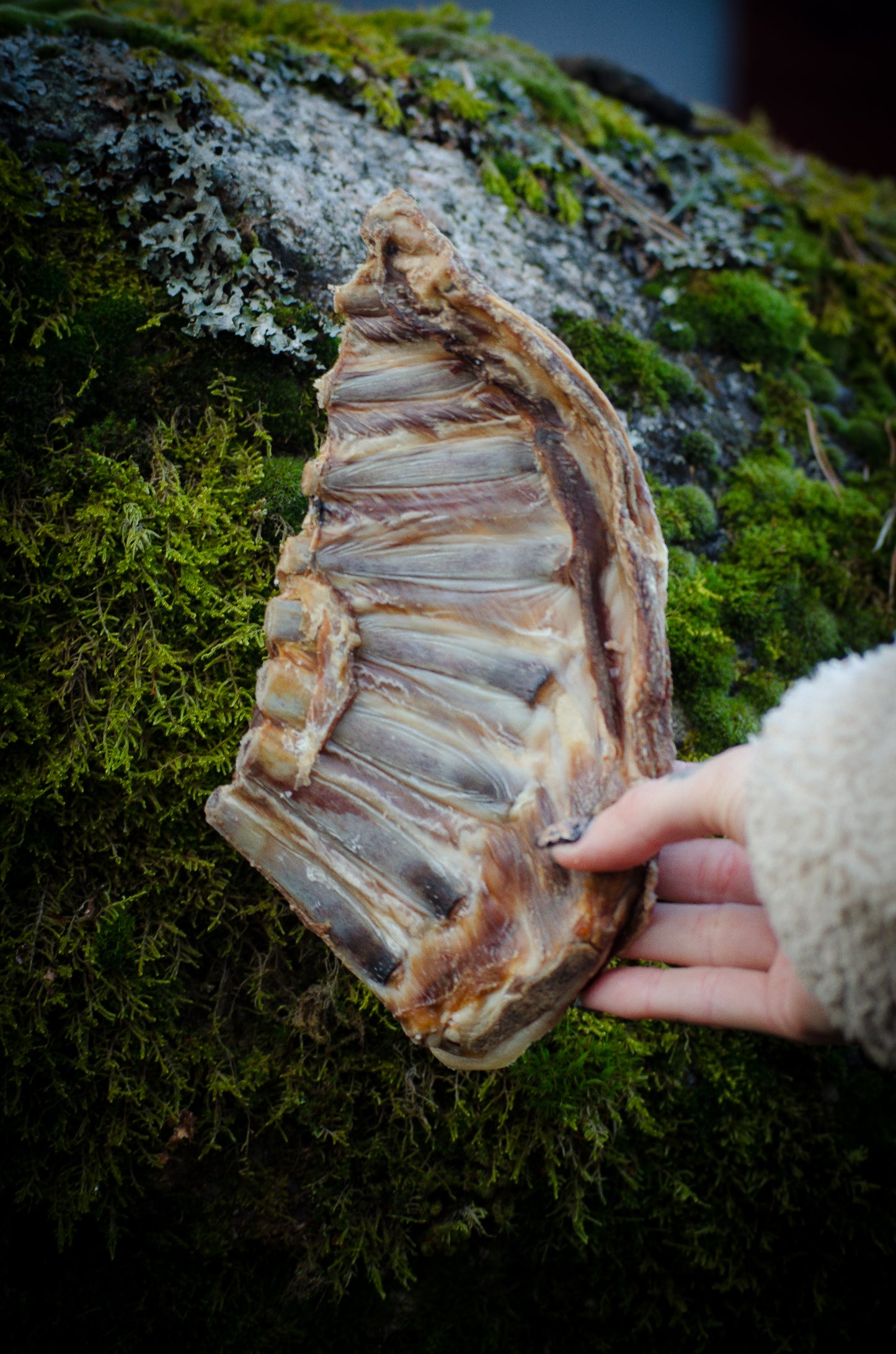 Lammrevben – smakrikt och skonsamt naturtugg från Sverige