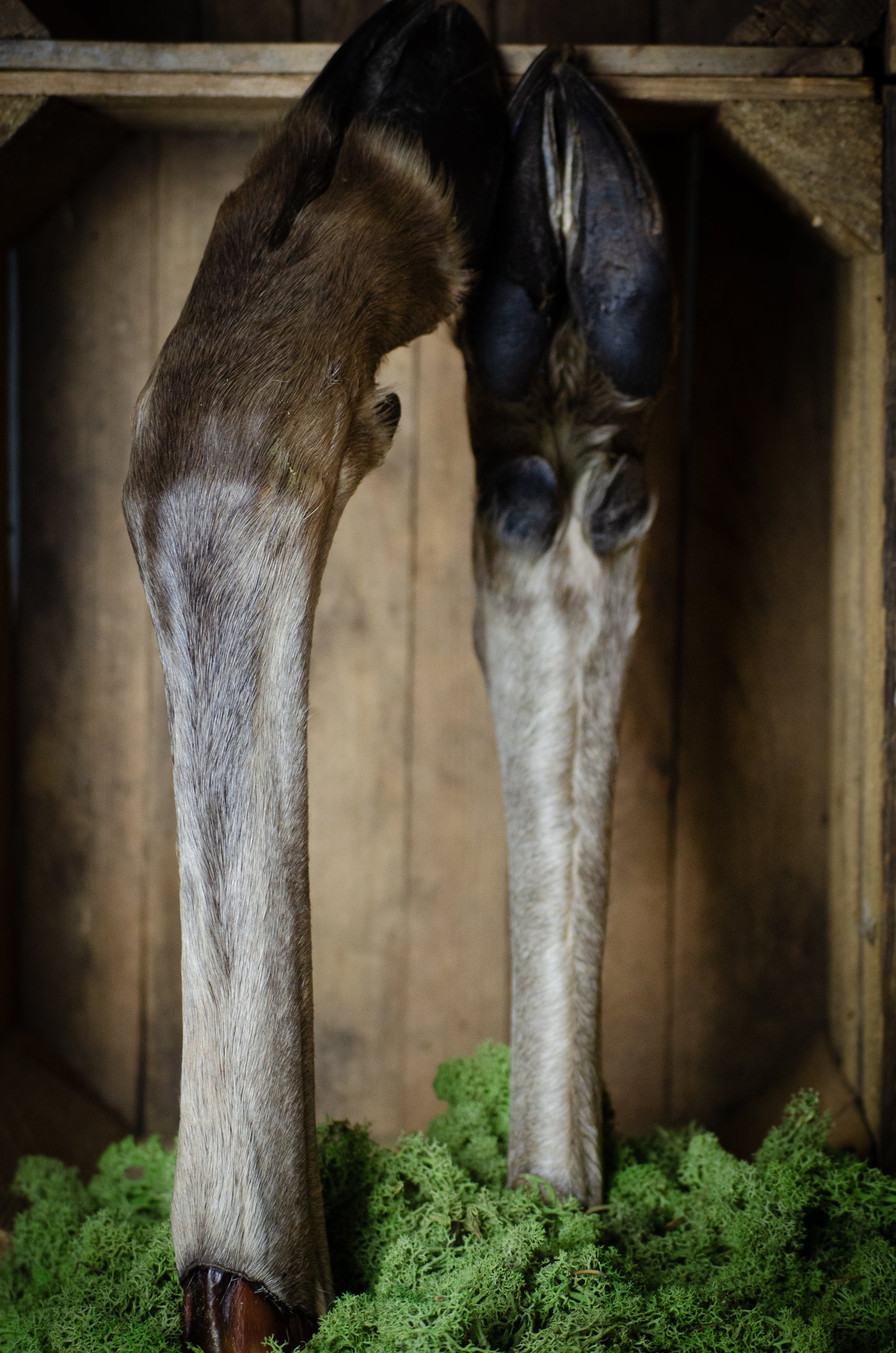 Svenskt Älgben med Päls & Klöve – ett kraftfullt tugg för stora, erfarna tuggare
