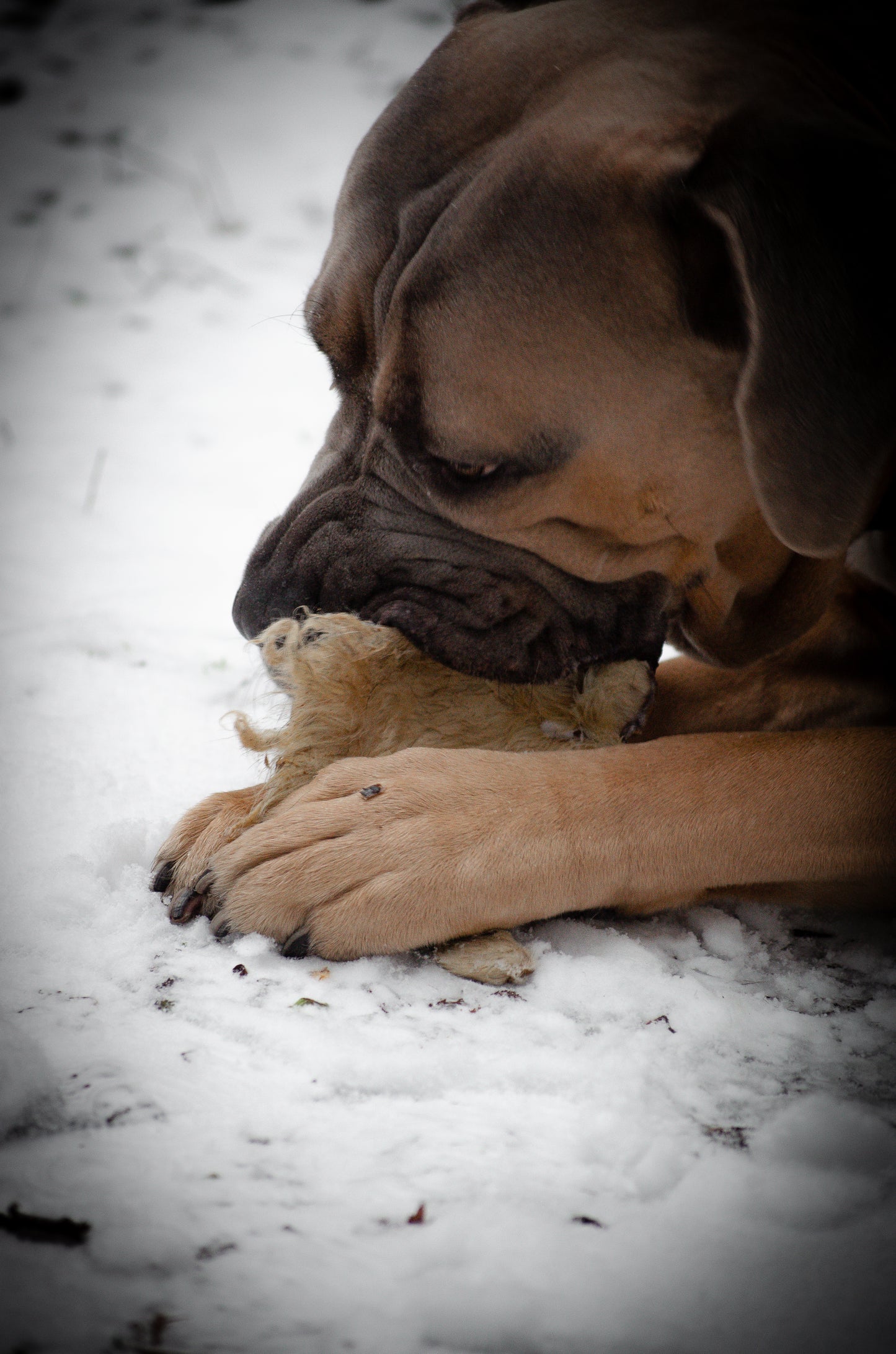 Lamm mule – naturligt, segt och smakrikt tugg för alla hundar