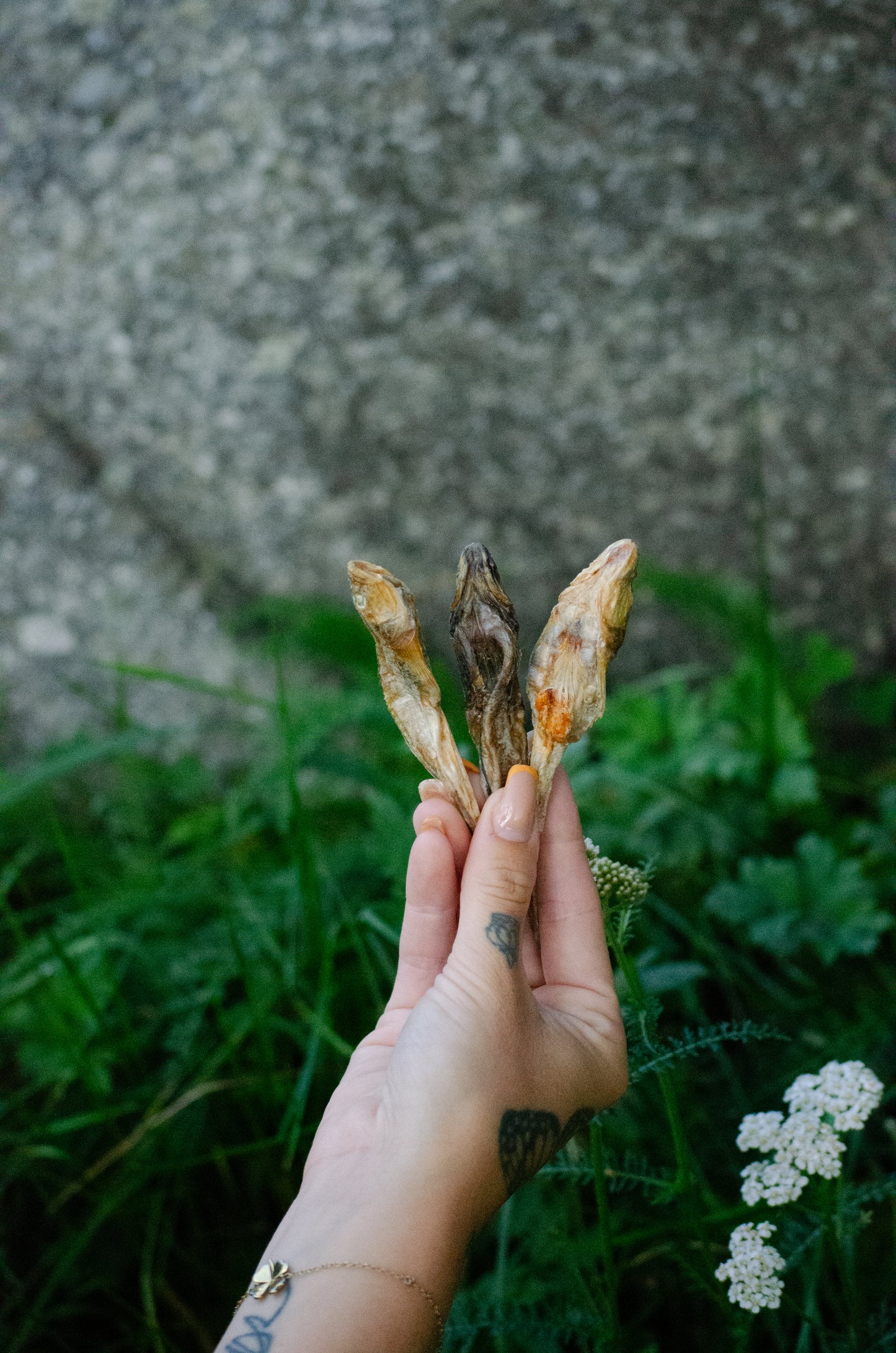 Smelt – Proteinrikt småfisk-tugg för den kräsna finsmakaren