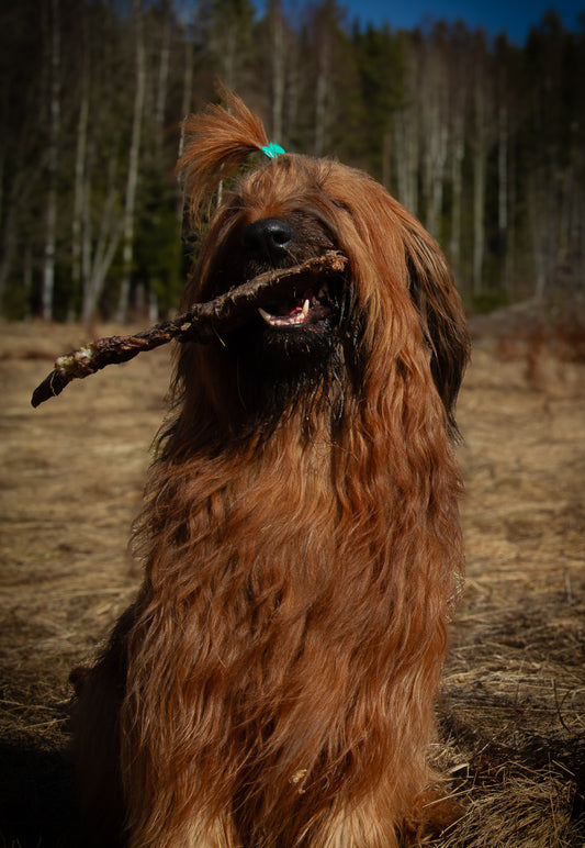 Oxkind med päls: Naturligt tugg med smak och doft hundar älskar