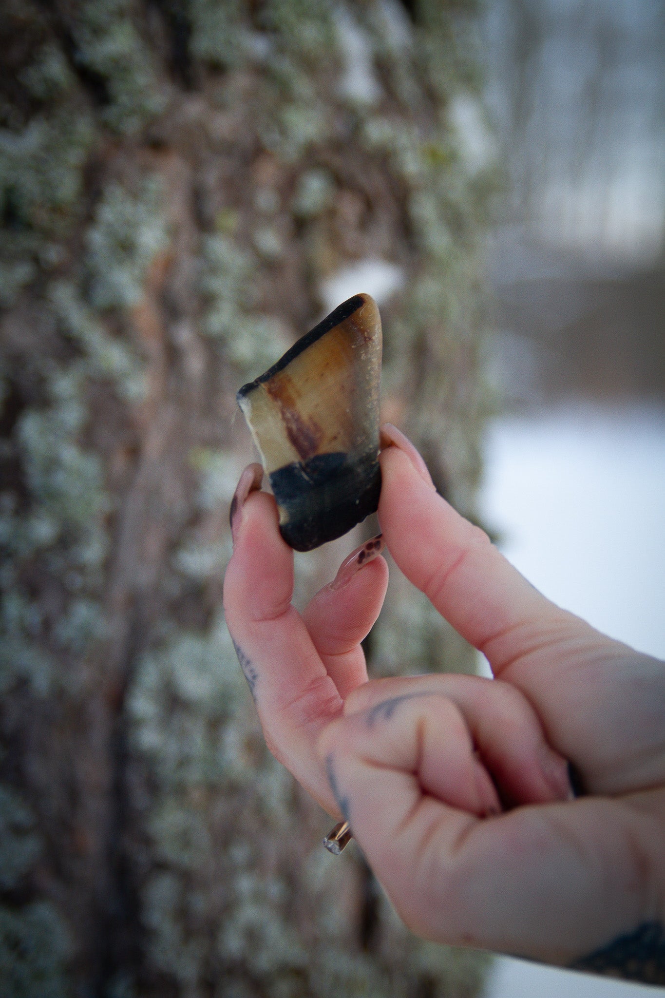 Lammhovar – hårt, naturligt tugg för hundar som vill jobba länge
