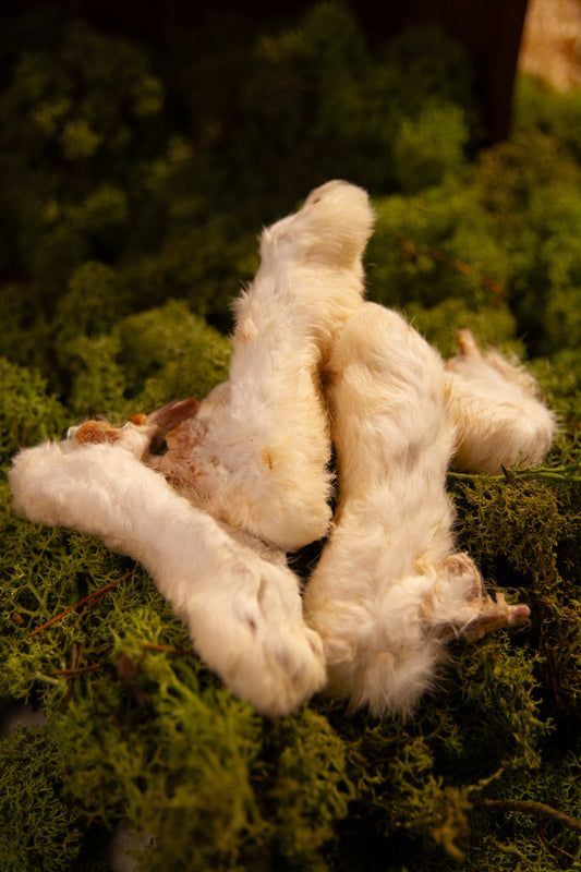 Torkad Kanintass – Naturligt snacks och aktivering i ett!