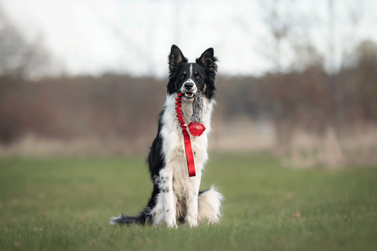 Bungee Kanin Tug L med KONG Squeezz Ball