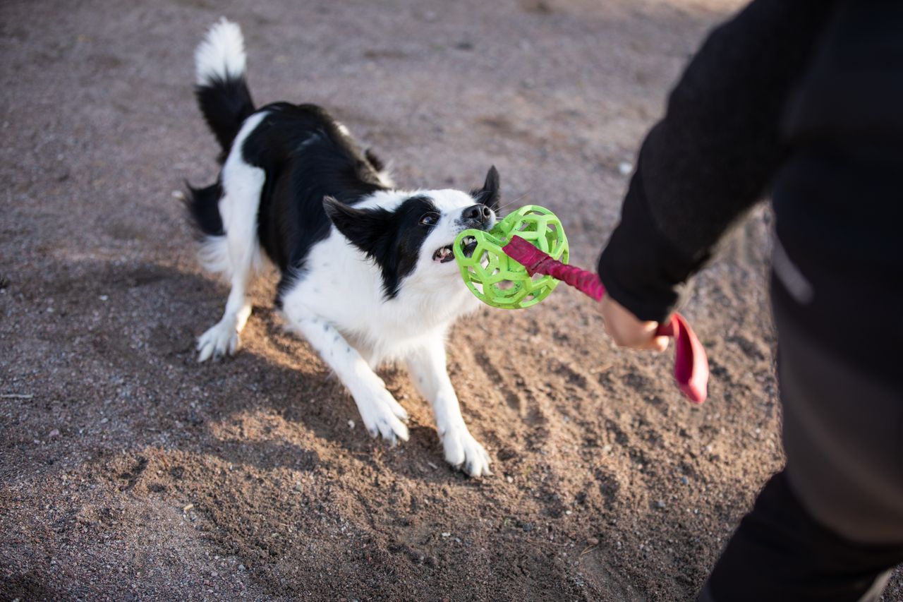 Bungee Hol-ee Roller