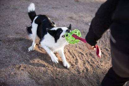 Bungee Hol-ee Roller