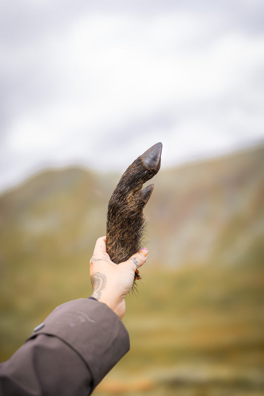 Vildsvinsfot – Smakrikt och naturligt tugg från svenska skogar