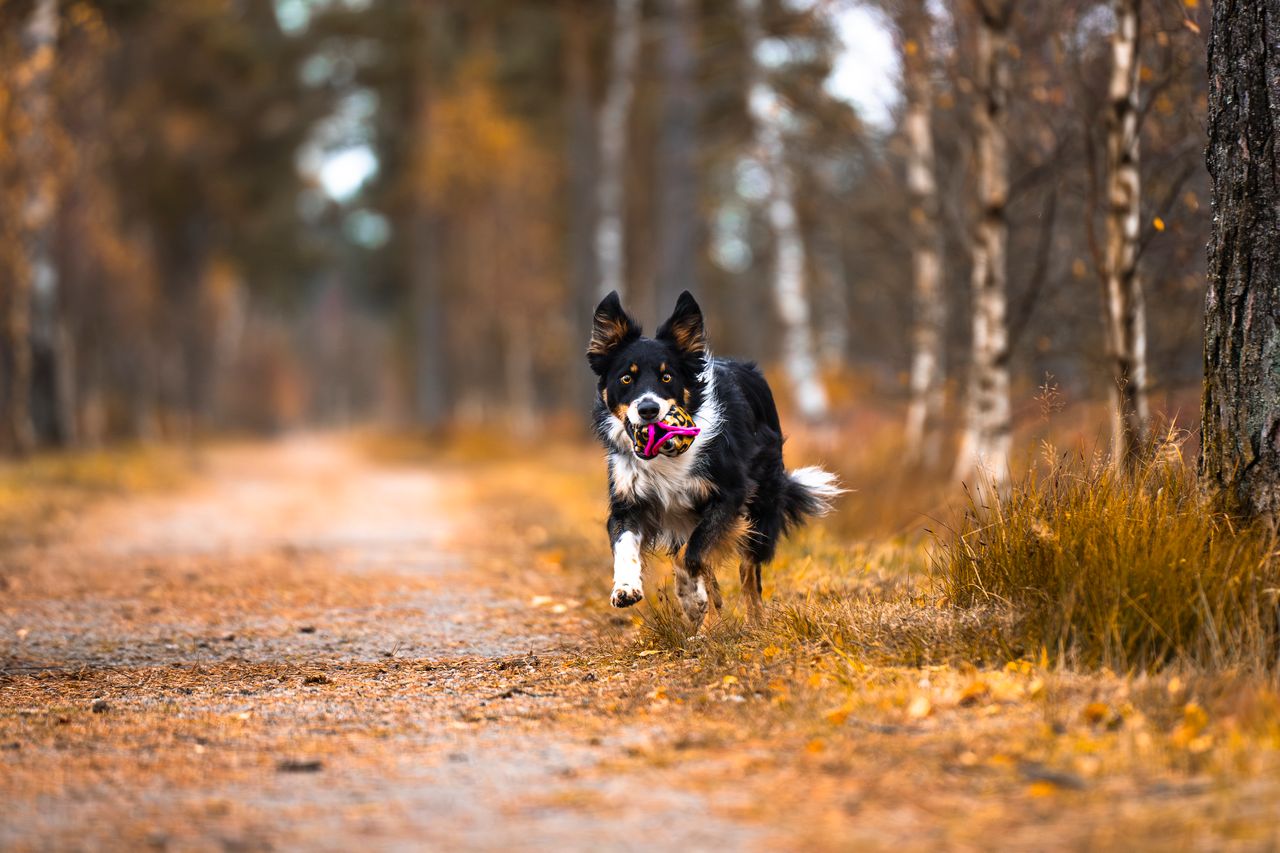 Treat ’n Crinkle Ball M – belöningsbollen som kombinerar mat, ljud & lek