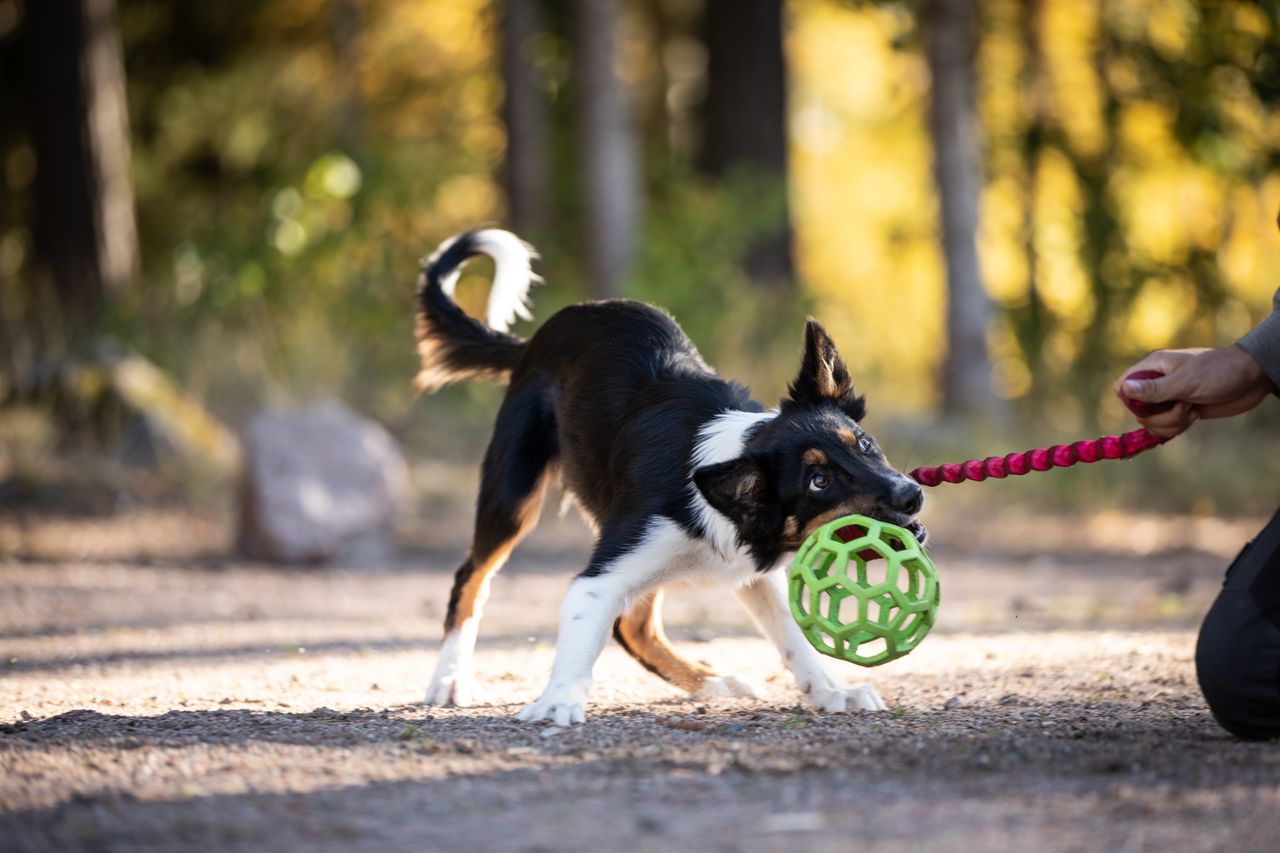 Bungee Hol-ee Roller