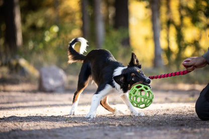 Bungee Hol-ee Roller