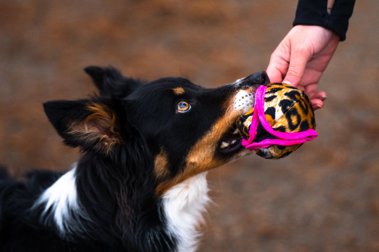 Treat ’n Crinkle Ball M – belöningsbollen som kombinerar mat, ljud & lek