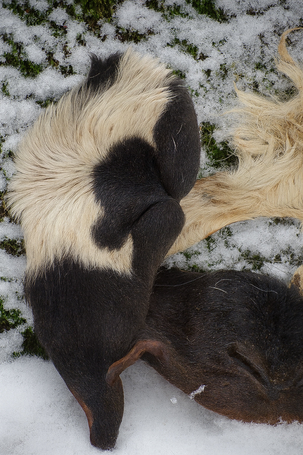 Lamm mule – naturligt, segt och smakrikt tugg för alla hundar