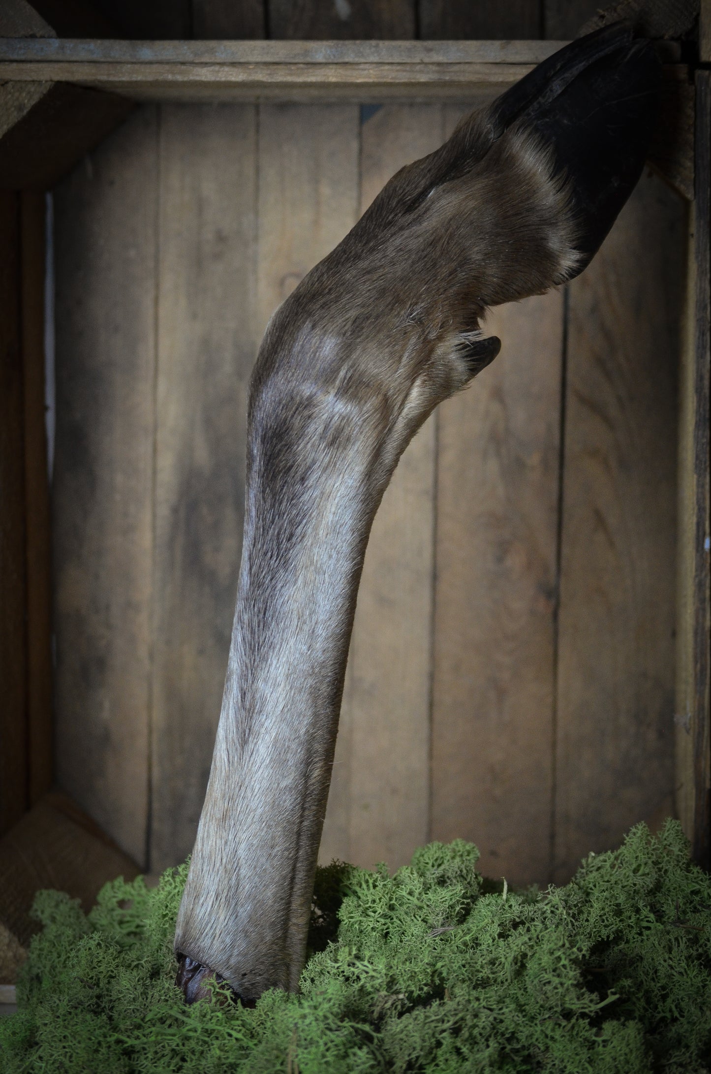 Svenskt Älgben med Päls & Klöve – ett kraftfullt tugg för stora, erfarna tuggare