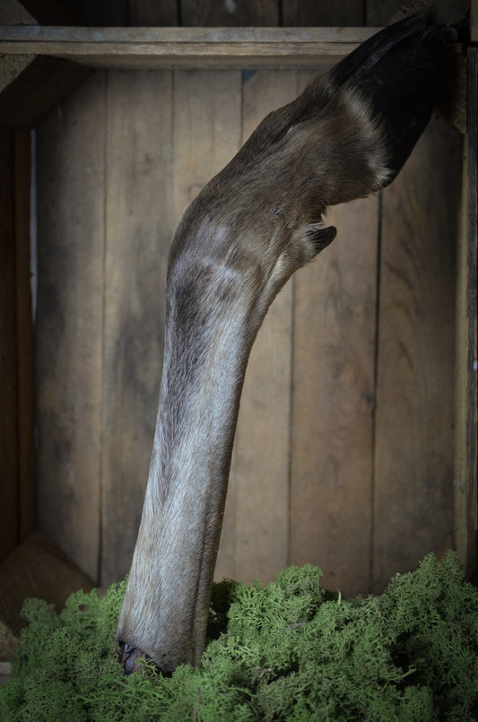 Svenskt Älgben med Päls & Klöve – ett kraftfullt tugg för stora, erfarna tuggare