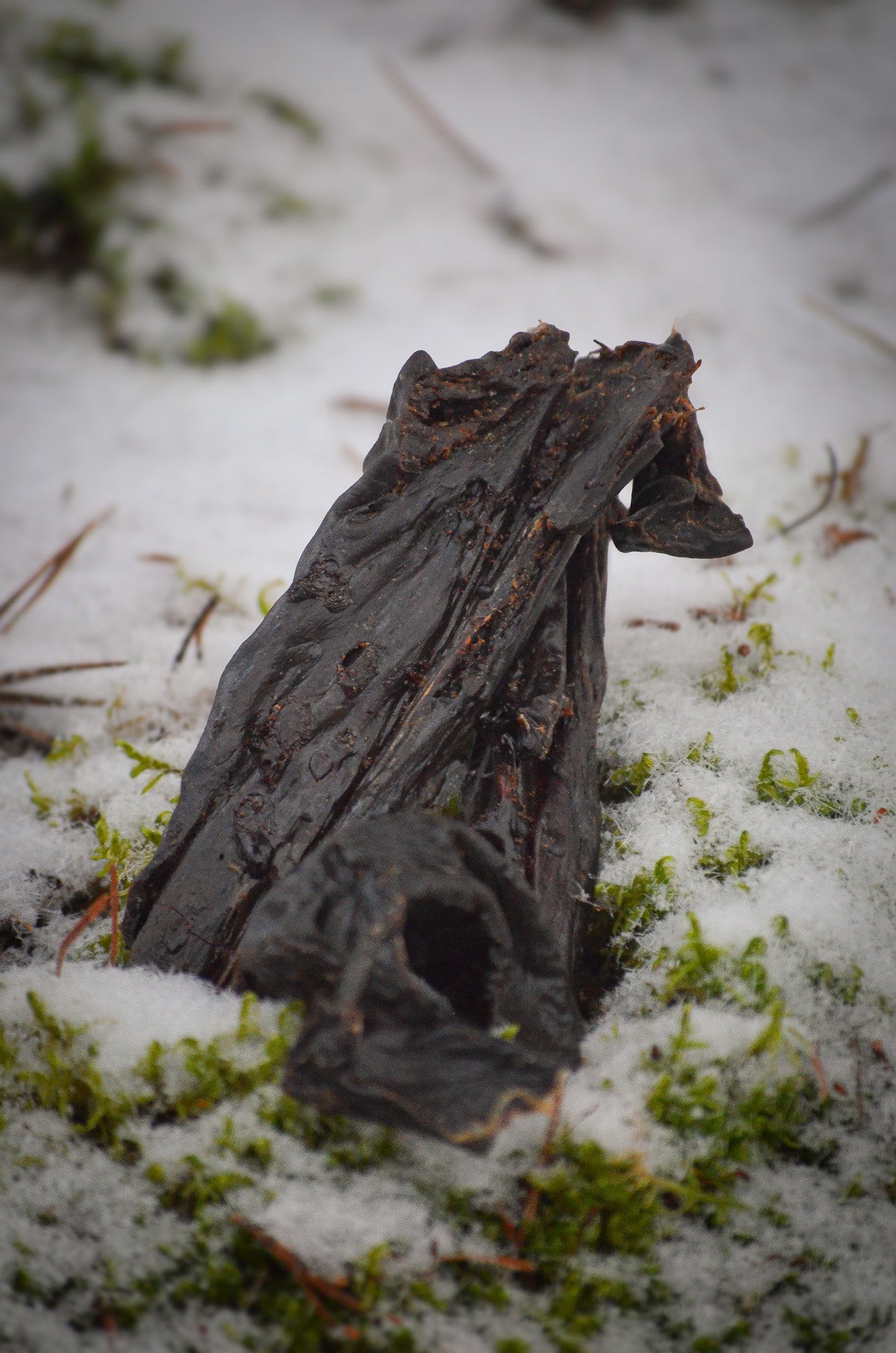 Hästlever – näringsrik, mjuk och naturligt smakrik belöning