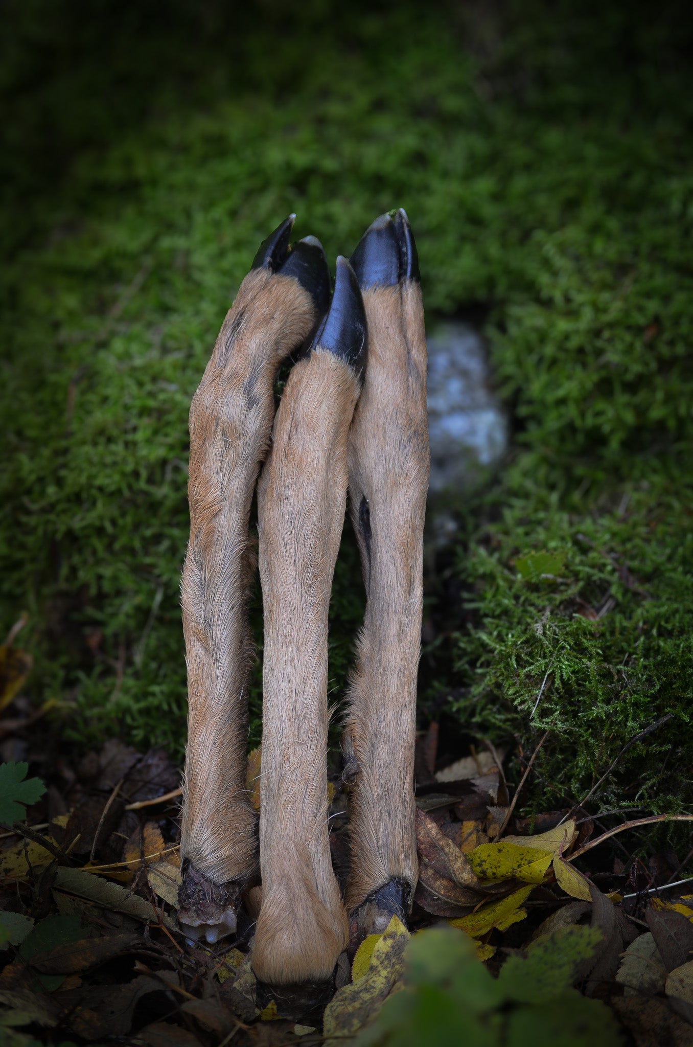 Rådjursben med päls & klöve – ett vilt och naturligt tugg för den äventyrslystna hunden!