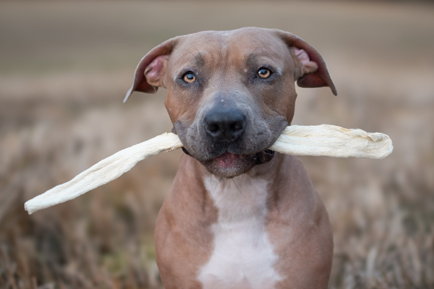 Lammrulle med päls- ett smakrikt stöd för magen