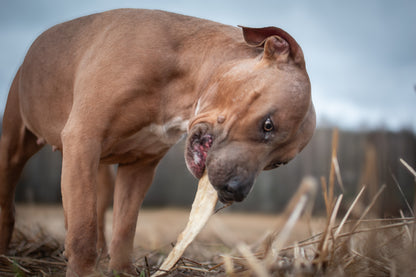 Lammrulle med päls- ett smakrikt stöd för magen