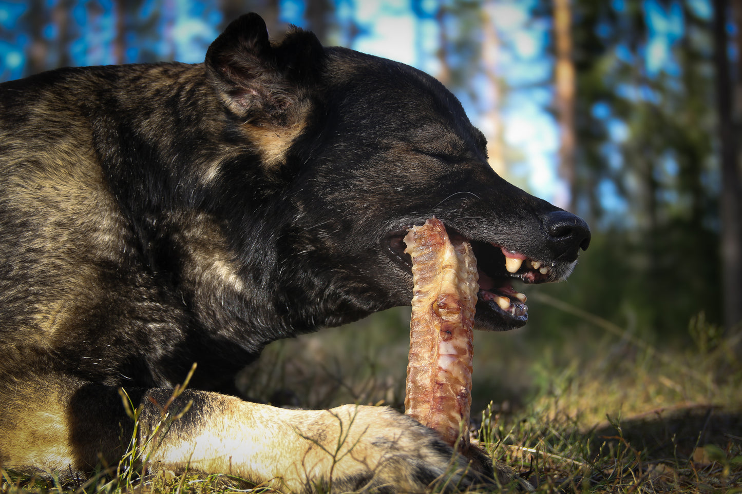 Torkad oxstrupe medium– Naturligt och näringsrikt tugg