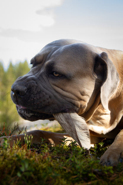 Kronhjortsöra med Päls – 100% Naturligt Hundgodis