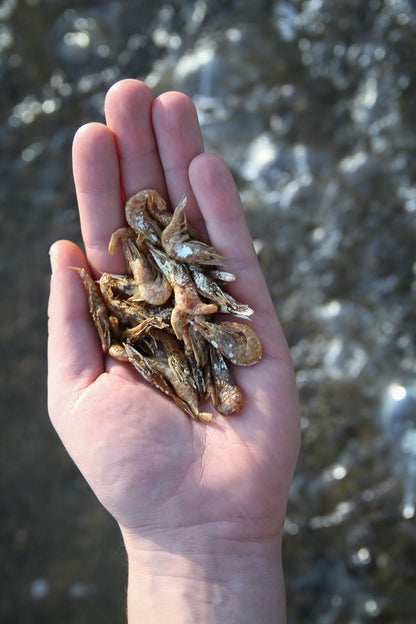Torkade hela räkor – naturligt och lyxigt hundgodis från havet