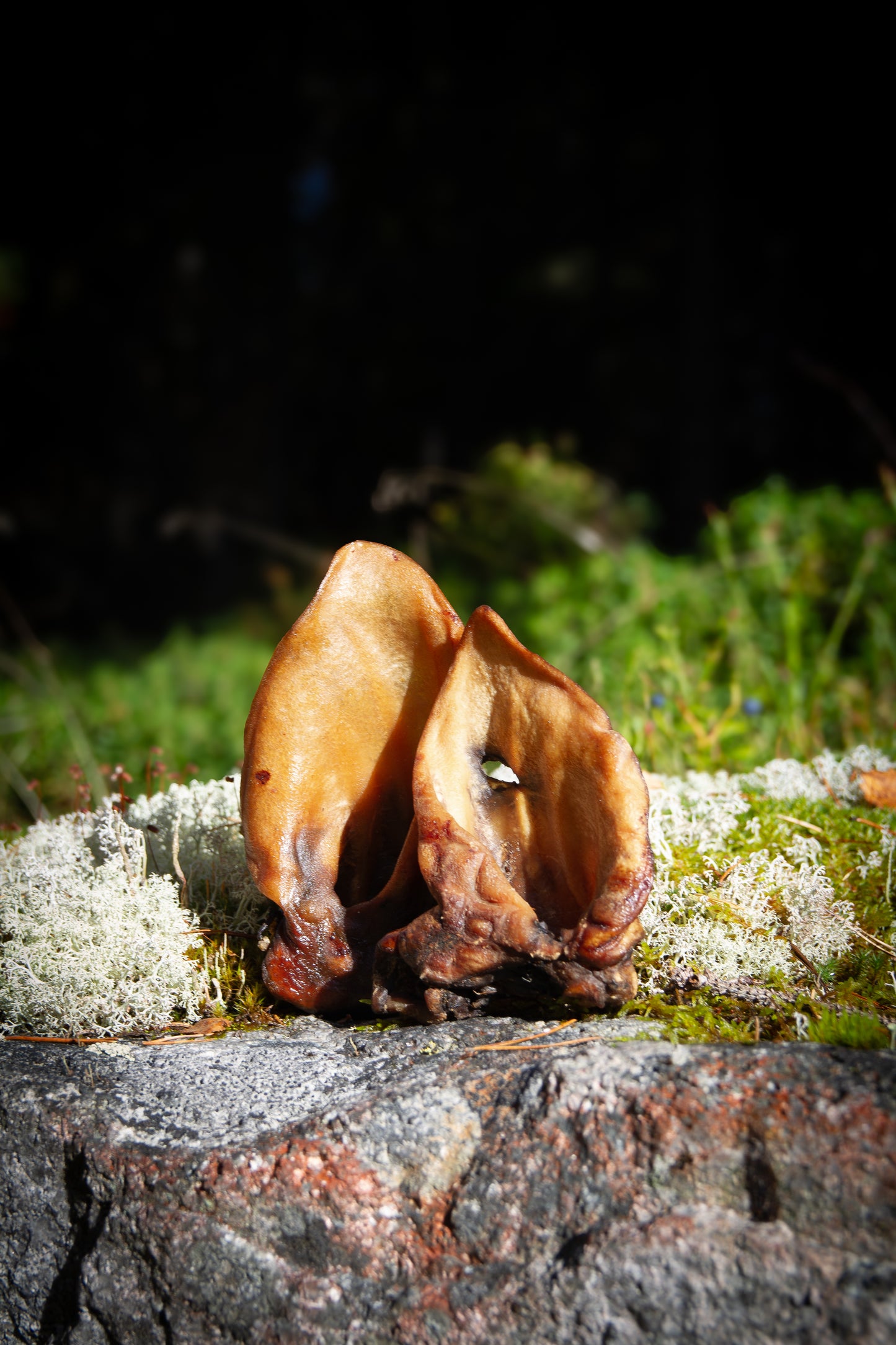 Vildsvinsöron utan borst – Naturligt lång tuggglädje från skogen