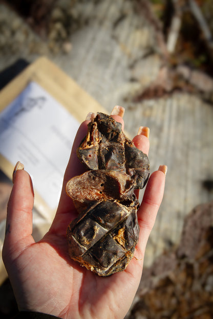 Torkad hästtunga – smakrikt och allergivänligt hundsnacks