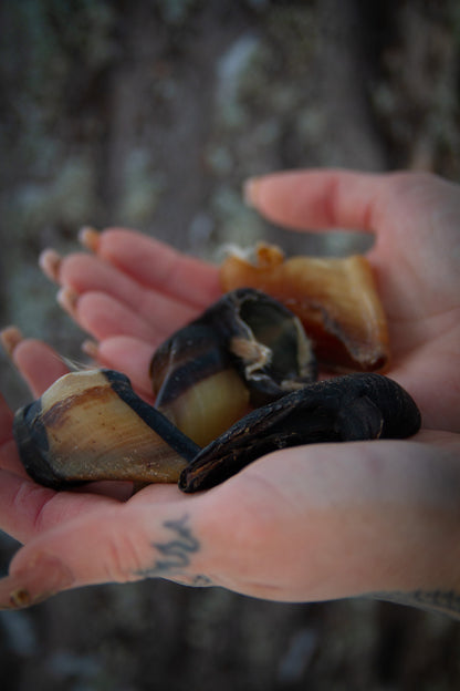 Lammhovar – hårt, naturligt tugg för hundar som vill jobba länge