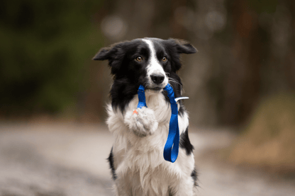 Bungee Chuckit Air L kanin