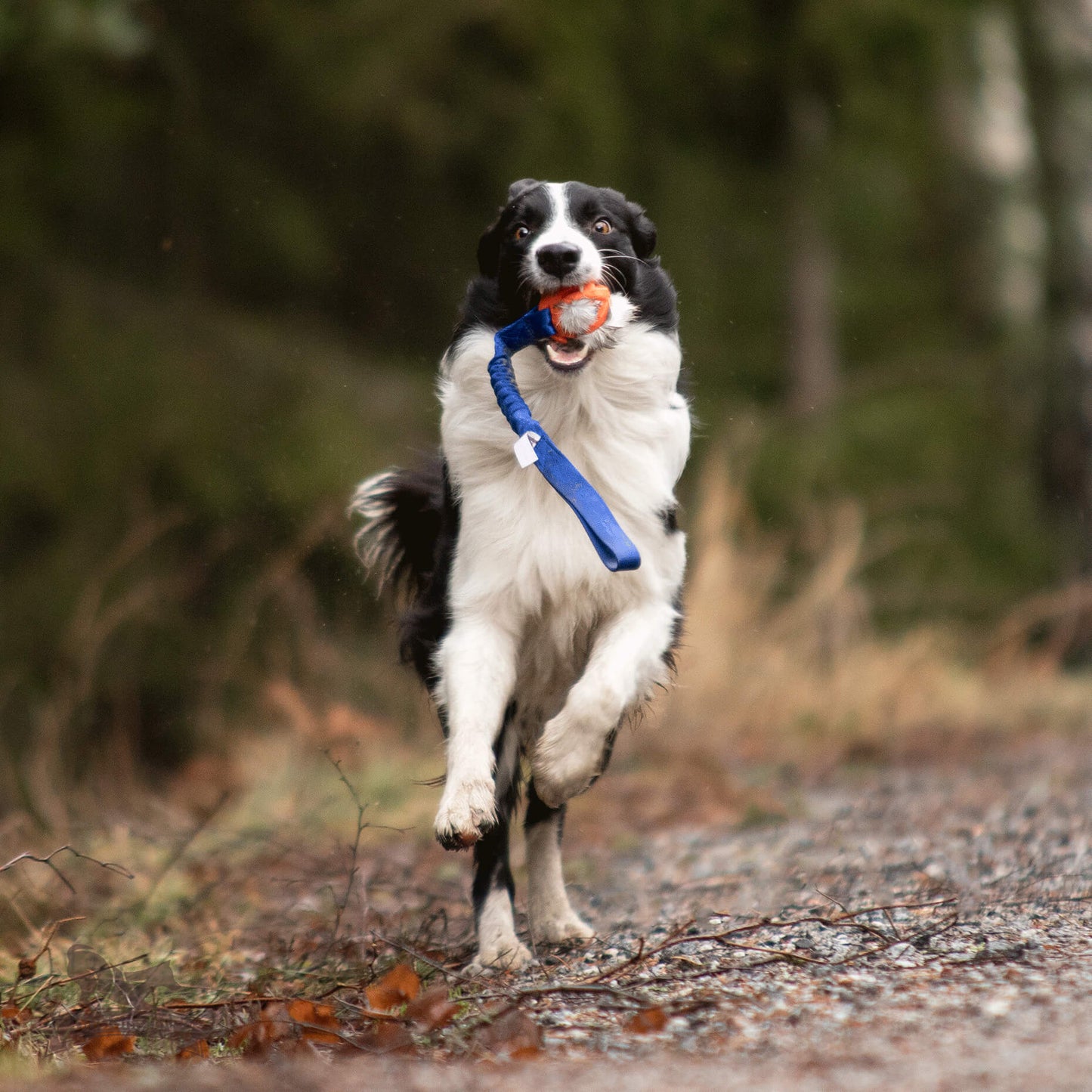 Bungee Chuckit Air L kanin