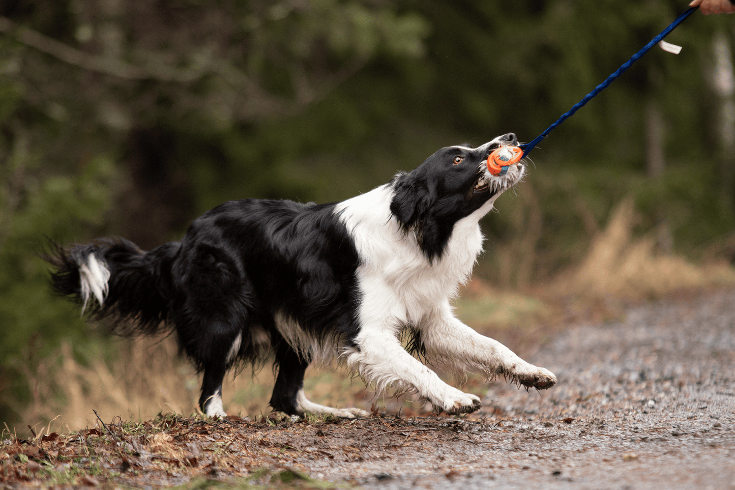 Bungee Chuckit Air L kanin