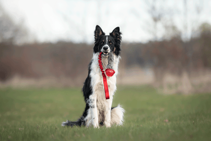 Bungee Kanin Tug L med KONG Squeezz Ball