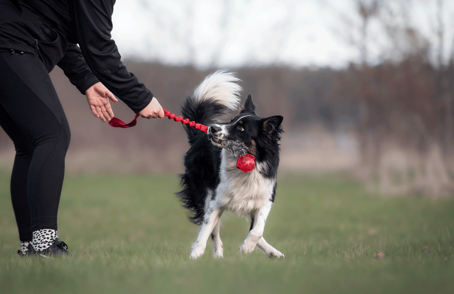 Bungee Kanin Tug L med KONG Squeezz Ball