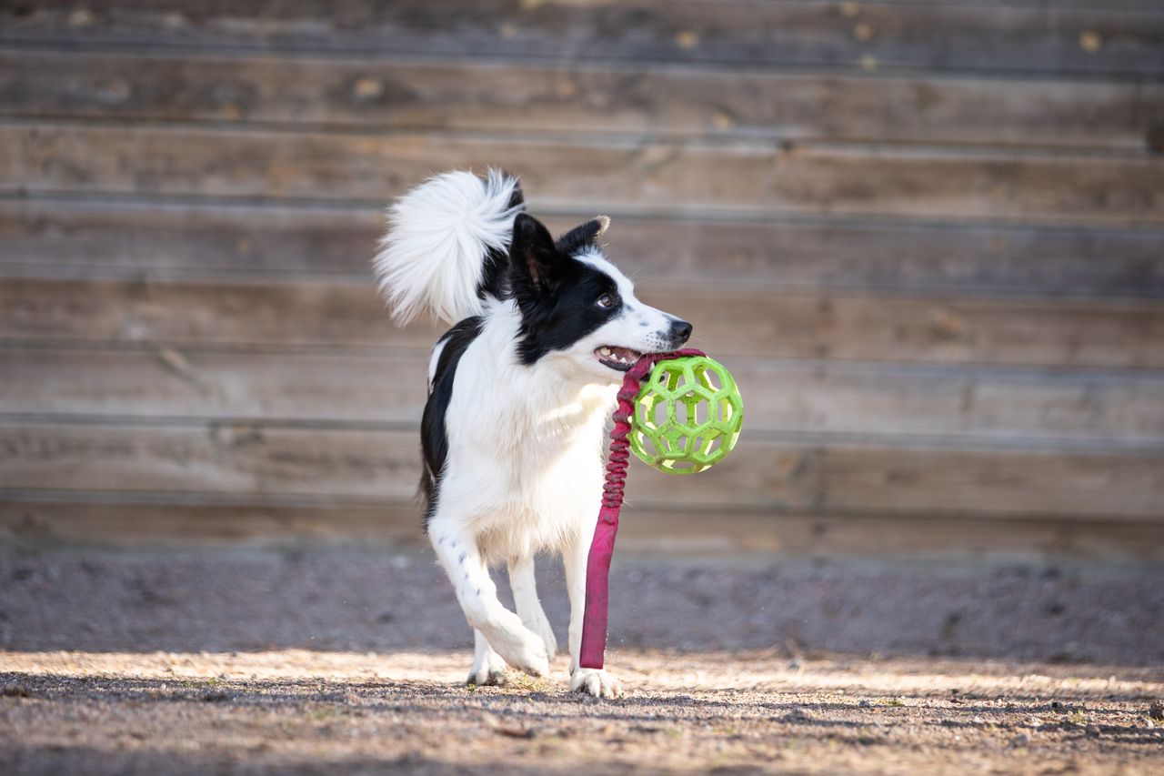 Bungee Hol-ee Roller