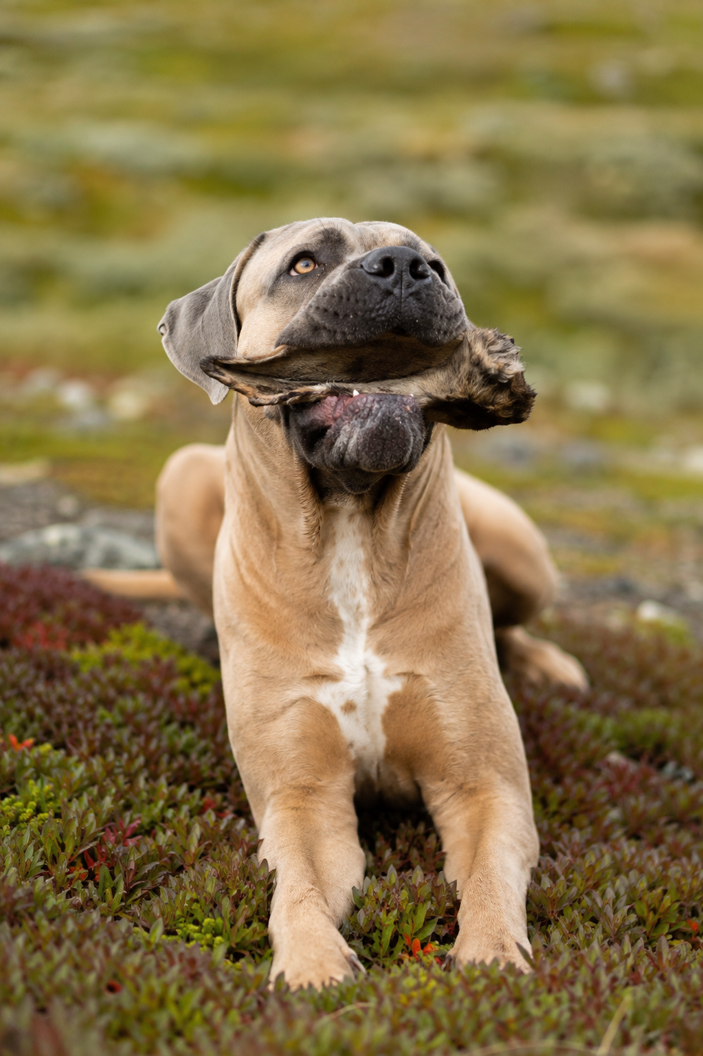 Kronhjortsöra med Päls – 100% Naturligt Hundgodis
