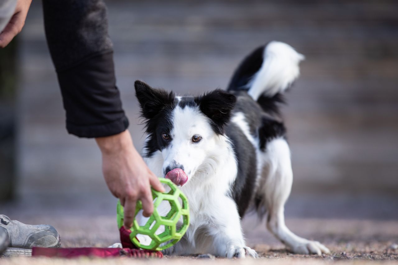 Bungee Hol-ee Roller