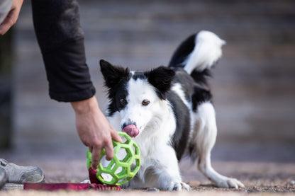 Bungee Hol-ee Roller