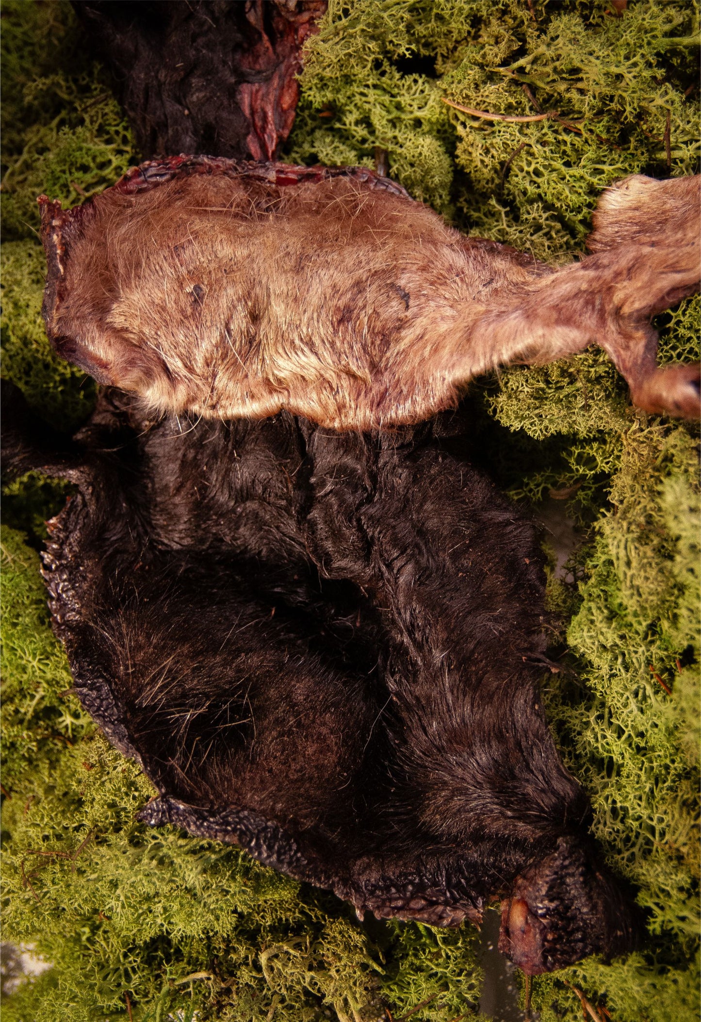 Oxkind med päls: Naturligt tugg med smak och doft hundar älskar