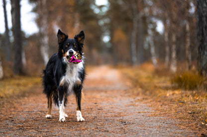 Treat ’n Crinkle Ball M – belöningsbollen som kombinerar mat, ljud & lek